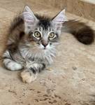 Elevage de Maine Coon entre Montpellier et Nîmes