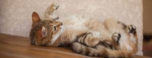 Adopter un chat près de Montpellier
