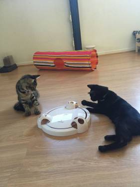 Faq Le Jardin Des Chats Hotel Pour Chat Montpellier Nimes Et Marseille